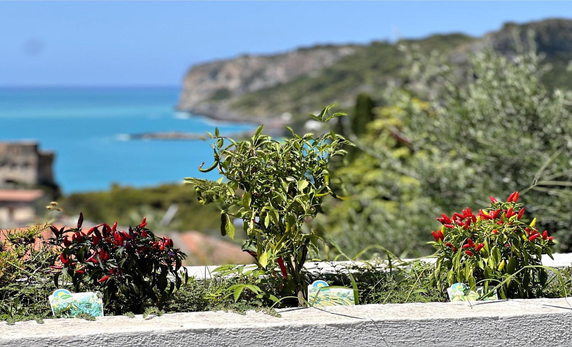 Villa Nappi Bed & Breakfast プラーイア・ア・マーレ エクステリア 写真